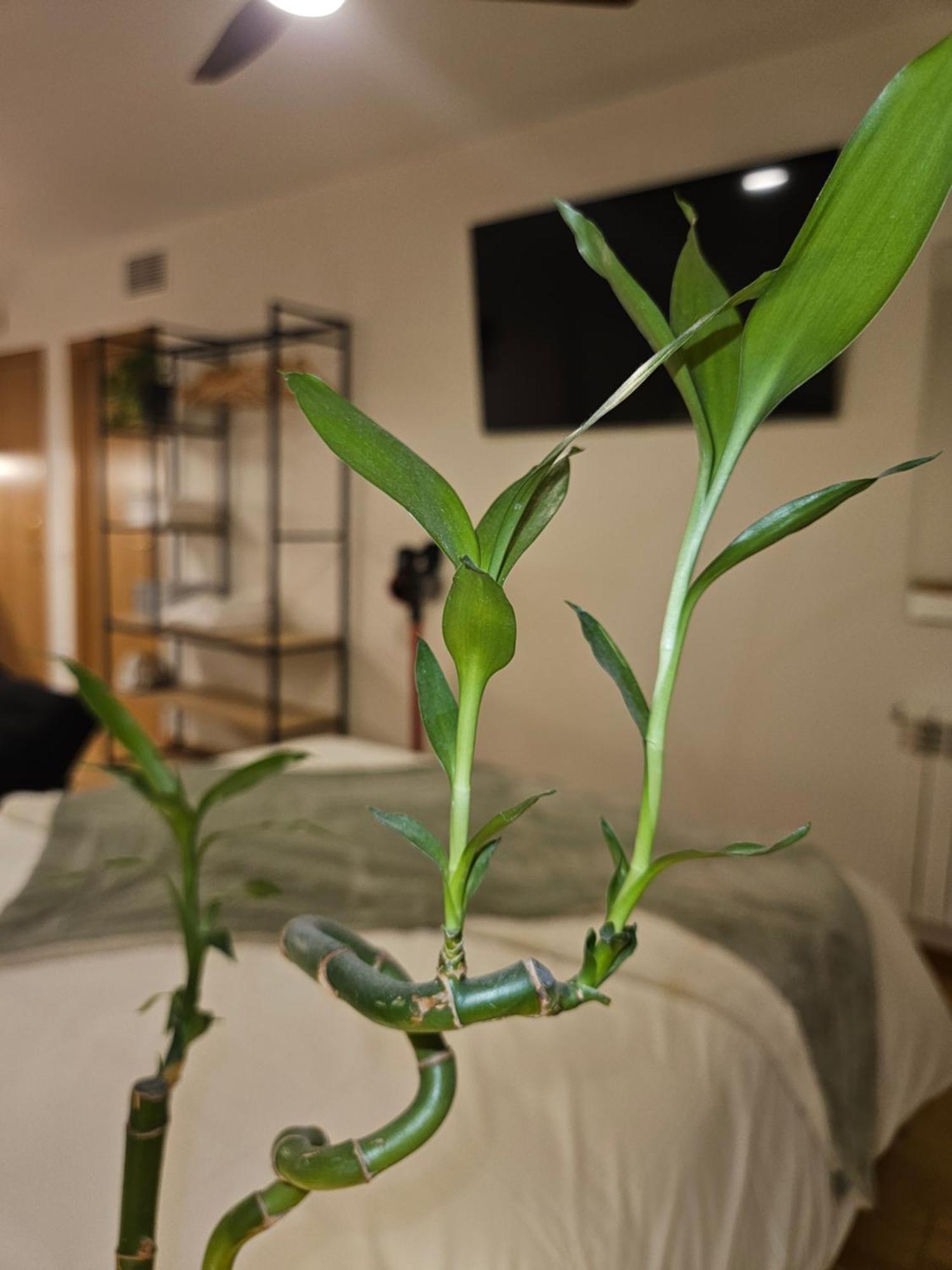 Appartement Estudiosuenossuite *